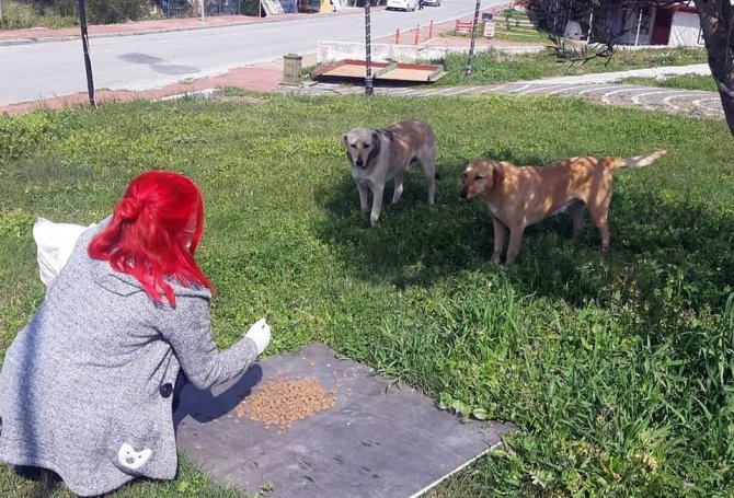 Manavgat Belediyesi sokak hayvanlarını unutmadı