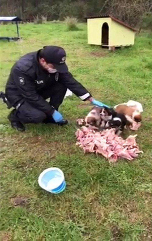 Polis ekipleri, sokak hayvanlarını elleriyle besledi