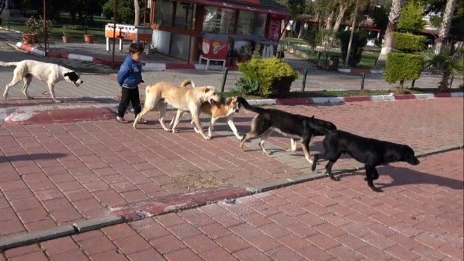Zor günler yaşayan sokak köpeklerine mama desteği