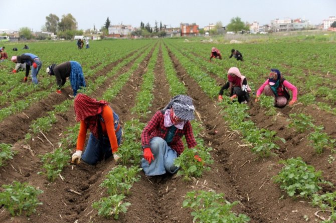 Çukurova’da çiftçi üretime aralıksız devam ediyor