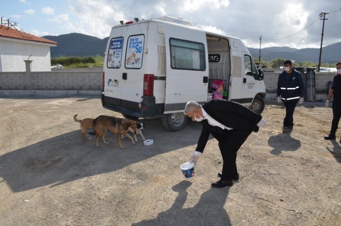 Başkan Karakuş sokak hayvanlarını elleriyle besledi