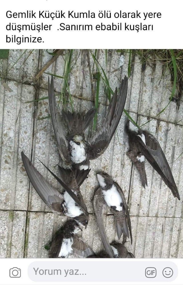 Bursa’da ebabil kuşu görüldü