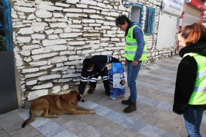 Bodrum’da sokak hayvanlarına 11 bin kilo mama dağıtıldı