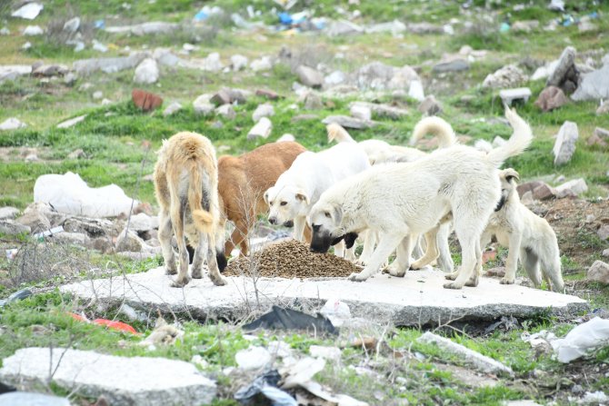 Konya'da sokak hayvanları unutulmadı