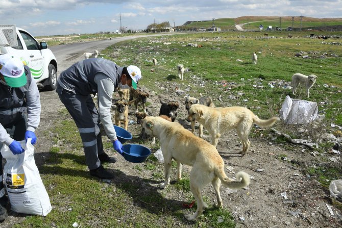 Konya'da sokak hayvanları unutulmadı