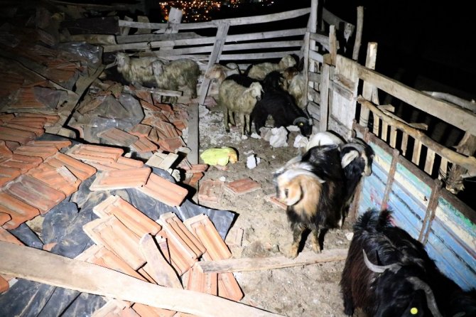 Yozgat’ta mandıra çöktü: 6 hayvan telef oldu