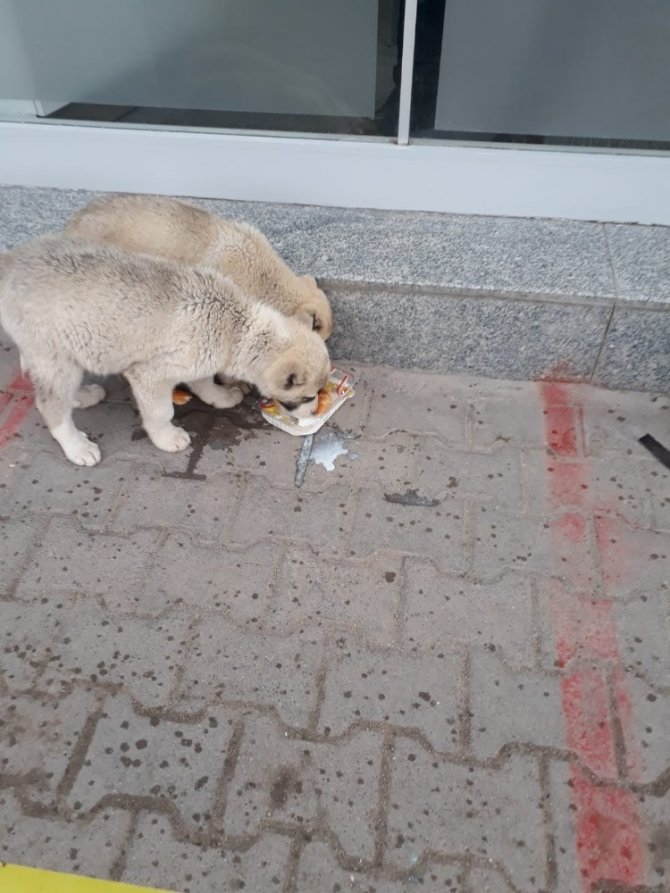 Yiyecek bulmakta zorlanan sokak hayvanlarına vatandaş desteği