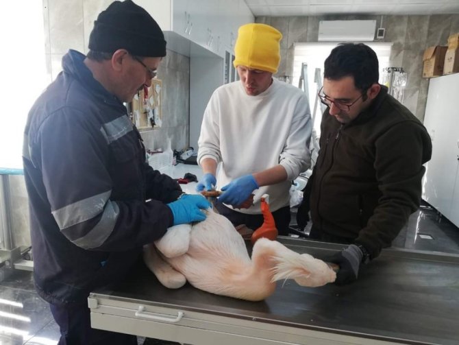 Kütahya’da yaralı pelikan tedavi altına alındı