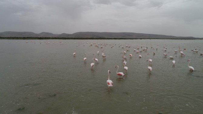 Kuş cenneti Akgöl Sazlığı'na flamingolar geldi