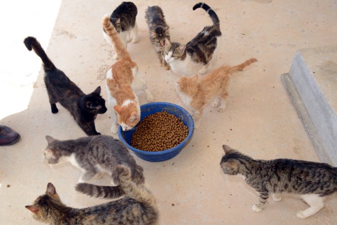 Konya'da, yemek atıklarından hayvanlar için mama üretilecek