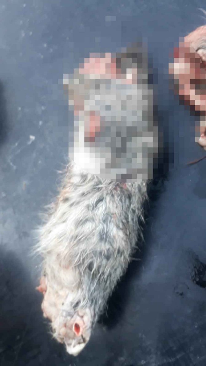 Konya'da vahşet! Bacakları ve kuyruğu kesik 2 yavru kedi ölü bulundu