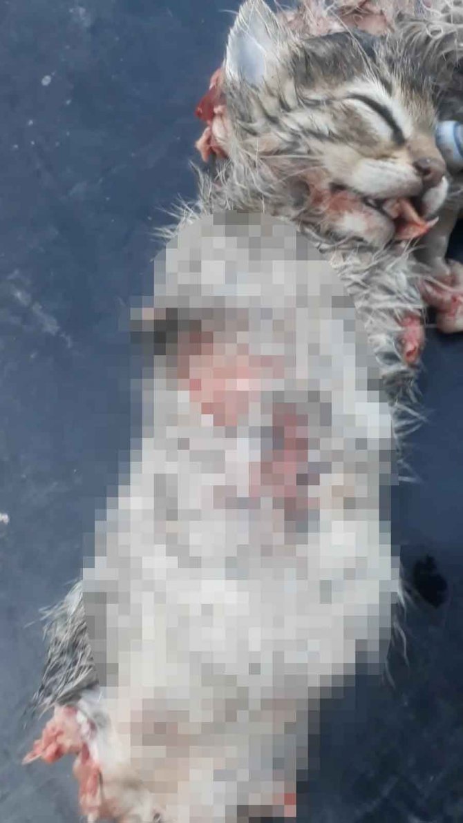 Konya'da vahşet! Bacakları ve kuyruğu kesik 2 yavru kedi ölü bulundu