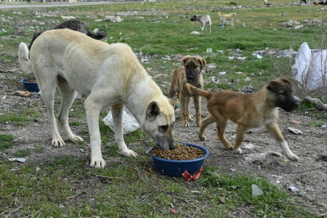 Konya’da sokak hayvanları aç kalmıyor