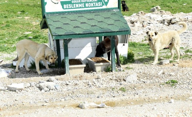 Konya’da sokak hayvanları aç kalmıyor