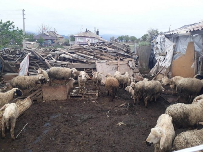Konya’da ağıla giren kurtlar 20 koyunu telef etti