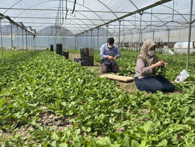 Korona sürecinde Sarıcakaya’da sebze ihracatı devam ediyor