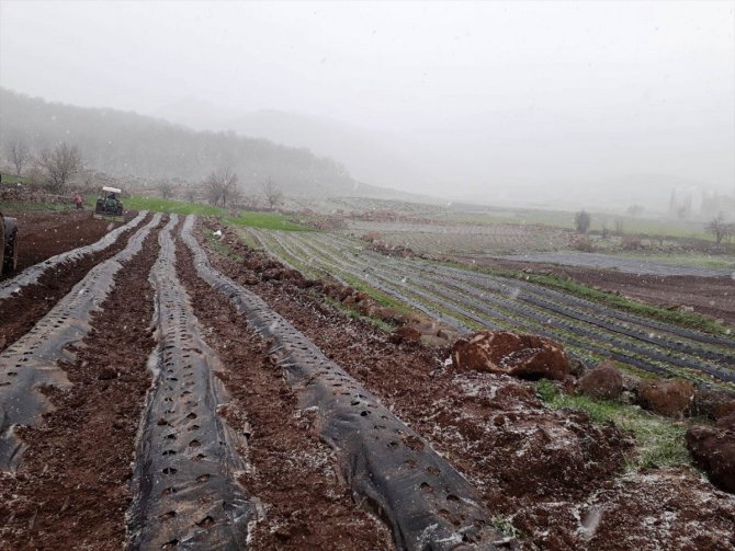 Konya'da çiftçiler kar yağışı altında çilek ekimi yapıyor