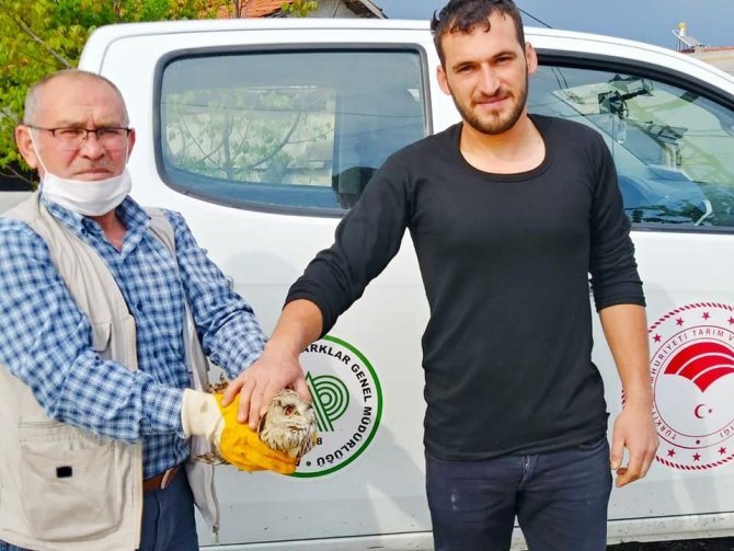 Konya’da yaralı olarak bulunan baykuş ve bıldırcın kılavuzu koruma altına alındı