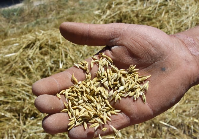 'Hububat alım fiyatları, çiftçinin buğdaya ısınmasına vesile oldu'