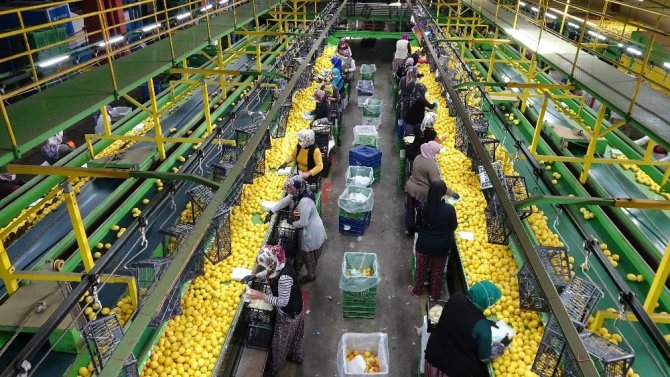 Limonda 10 bin ton ihracat sevindirdi