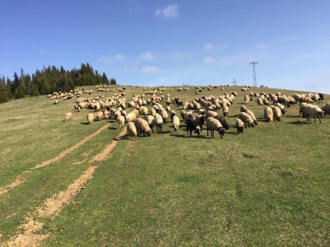 Giresunlu çobanların yayla yolculuğu başladı