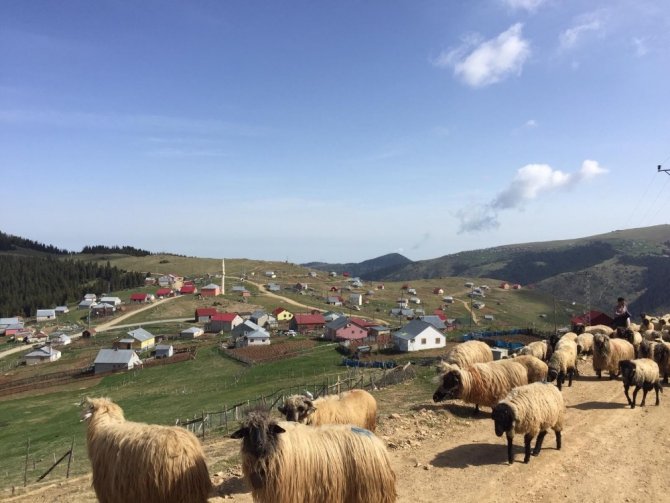 Giresunlu çobanların yayla yolculuğu başladı