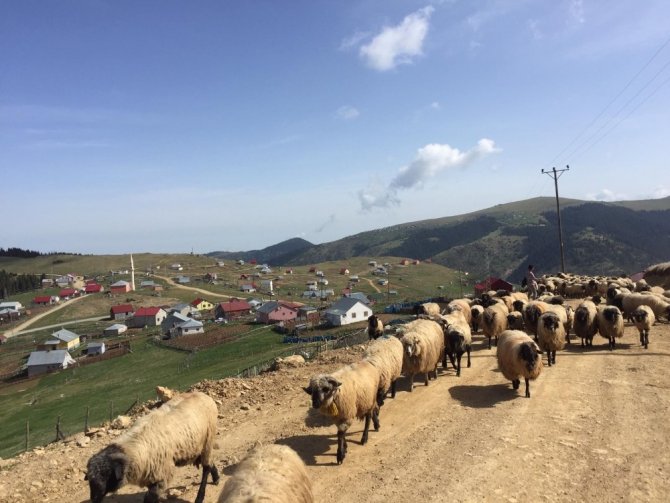 Giresunlu çobanların yayla yolculuğu başladı