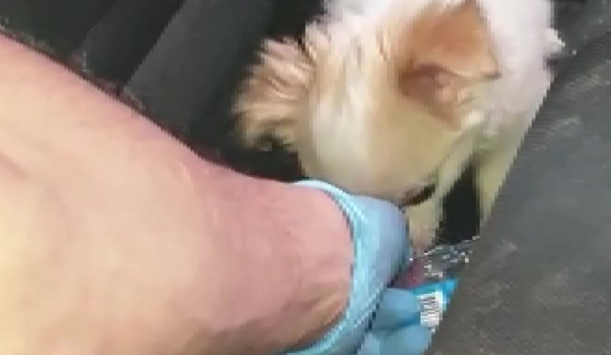 Otomobilde mahsur kalan yavru köpeği itfaiye kurtardı