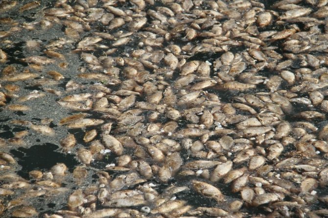 Beyşehir’de tedirgin eden toplu balık ölümleri