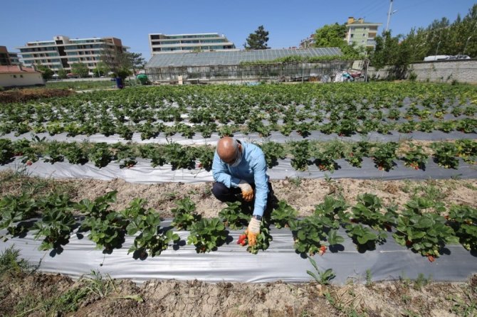 Konya Büyükşehir Belediyesi'nden tarımsal üretime destek