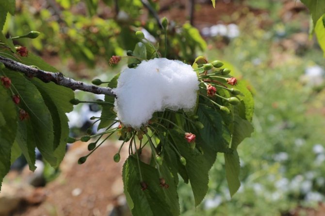Konya'nın ilçesinde etkili kar yağışı! Çiftçiler şaşkınlık yaşadı