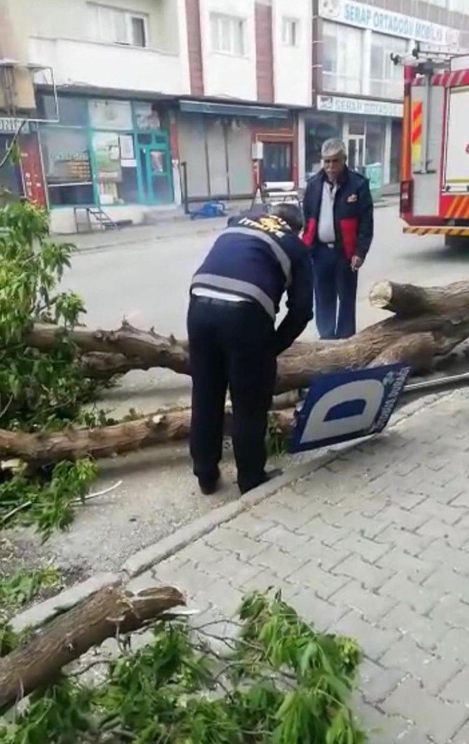 Fırtınanın devirdiği ağaç, caddeyi kapattı