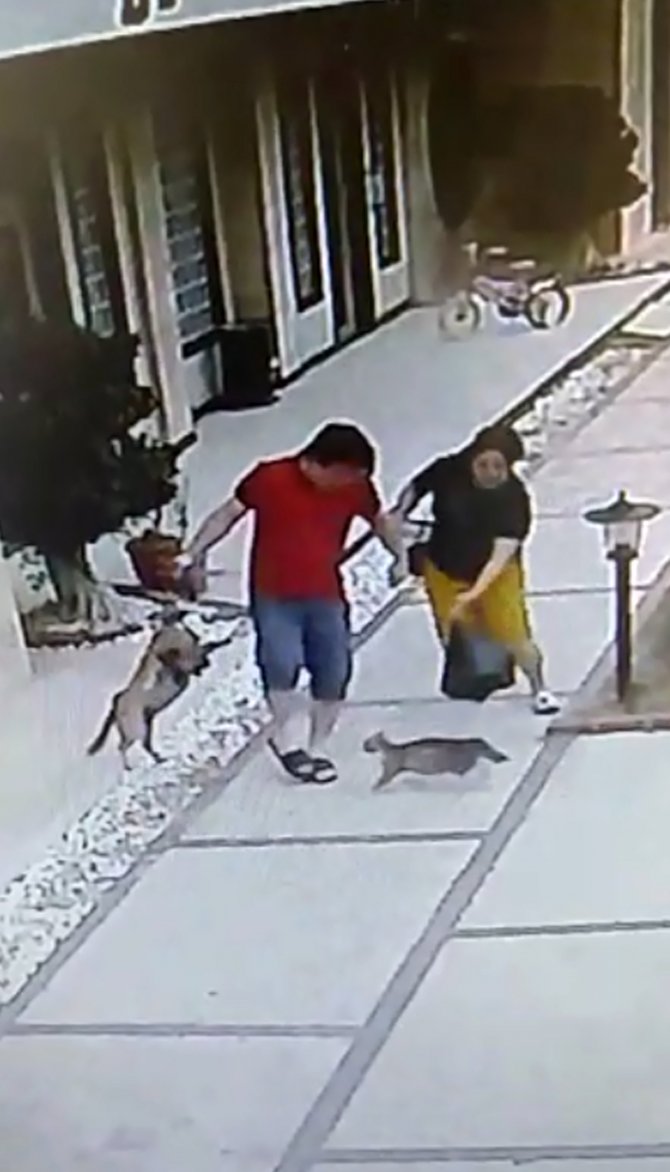Anne kedi, yavrularını korumak için köpek ve sahiplerine saldırdı