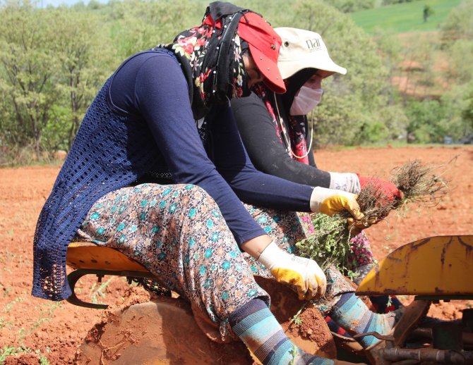 Beyşehir'de kadın eliyle 'kekik' üretiliyor