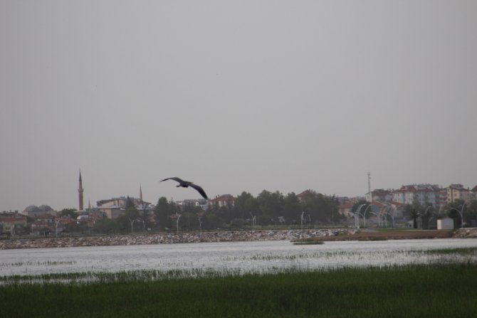 Beyşehir Gölü'nde 'su kuşları' gün yüzüne çıktı