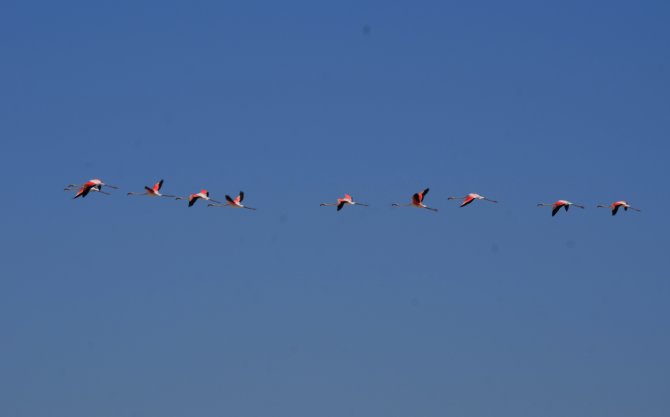 Flamingolar, Tuz Gölü'ne renk kattı