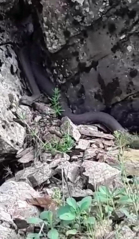 Türkiye’nin zehri en ölümcül ve en büyük yılanı görüntülendi
