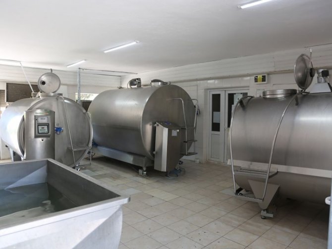 Amasya’da günlük 82 ton çiğ süt toplanıyor