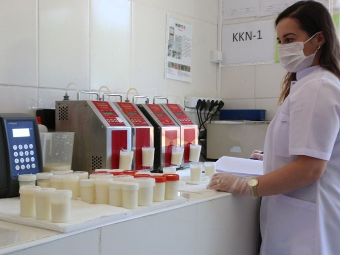 Amasya’da günlük 82 ton çiğ süt toplanıyor