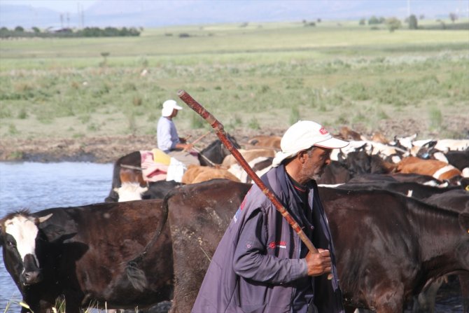Baba oğul çoban, göl kıyısında sürüleri atla yönetiyor