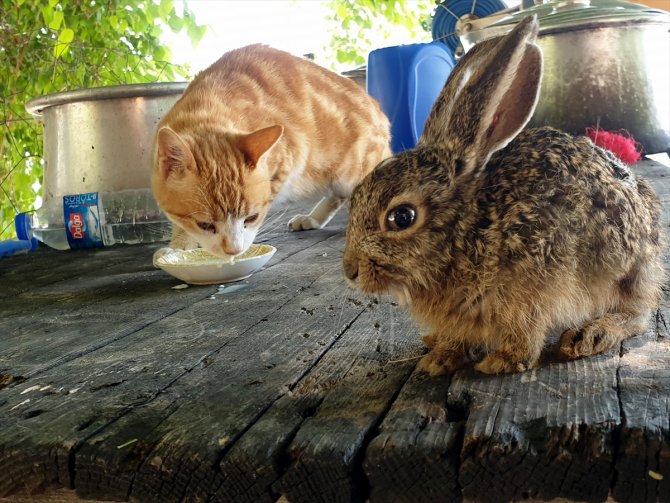Kedi tavşan yavrusuna annelik yapıyor