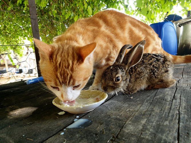 Kedi tavşan yavrusuna annelik yapıyor