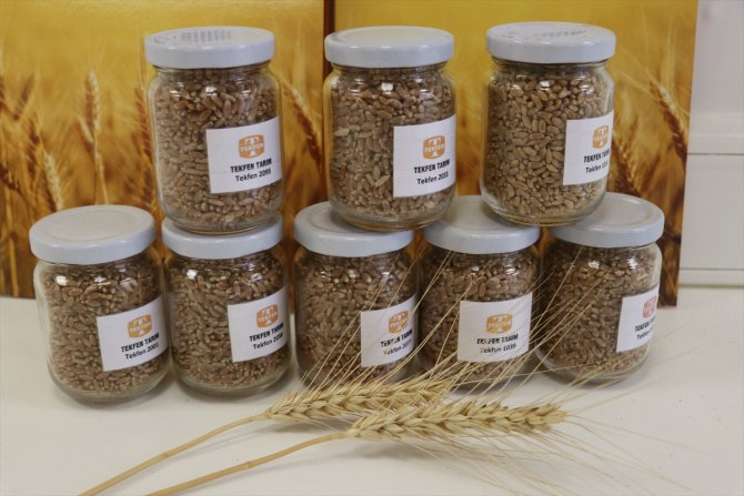 Adana'dan Irak'a yerli buğday tohumu ihracatı