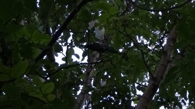 Ağaçta asılı kalan yavru kargayı itfaiye kurtardı