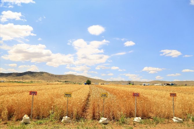 300 bin ton hububat üretilen Elazığ’da, 32 yerli tohum denendi