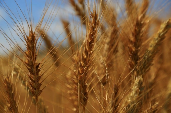 300 bin ton hububat üretilen Elazığ’da, 32 yerli tohum denendi