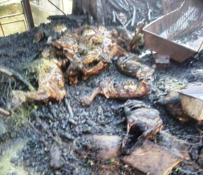 Aydın’daki yangında bir ev kullanılmaz hale geldi, 20 koyun telef oldu