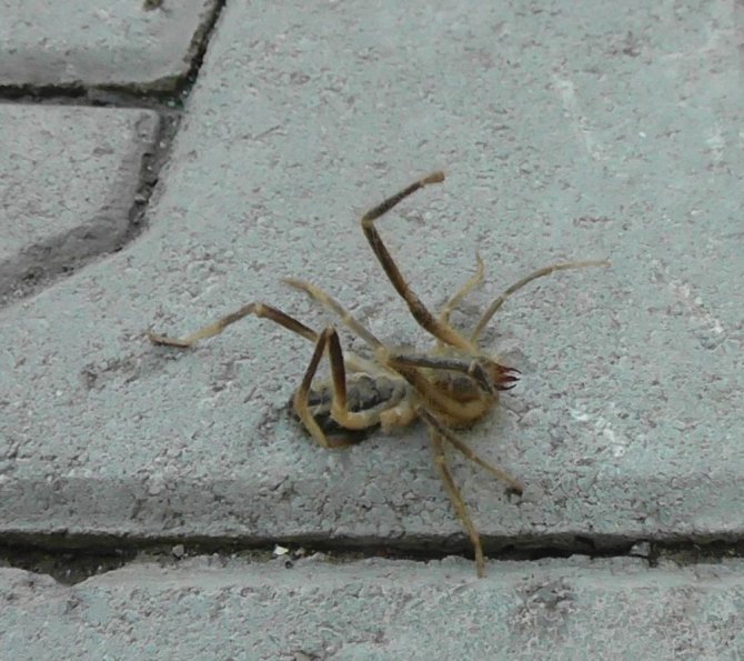 Konya’da etobur örümcek 