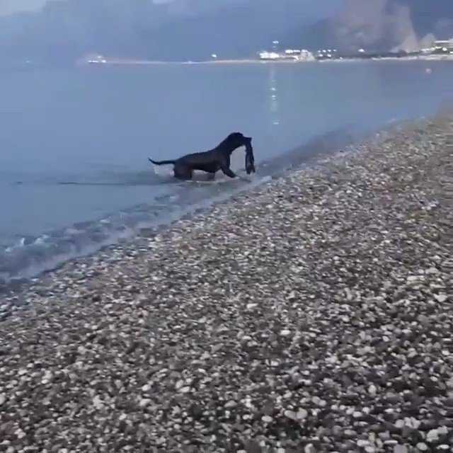 Tatilcilerin denizdeki atıklarını köpek topladı