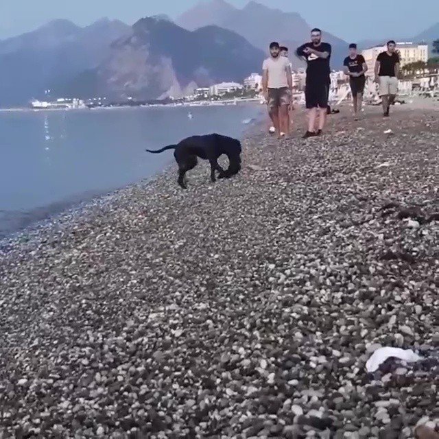 Tatilcilerin denizdeki atıklarını köpek topladı